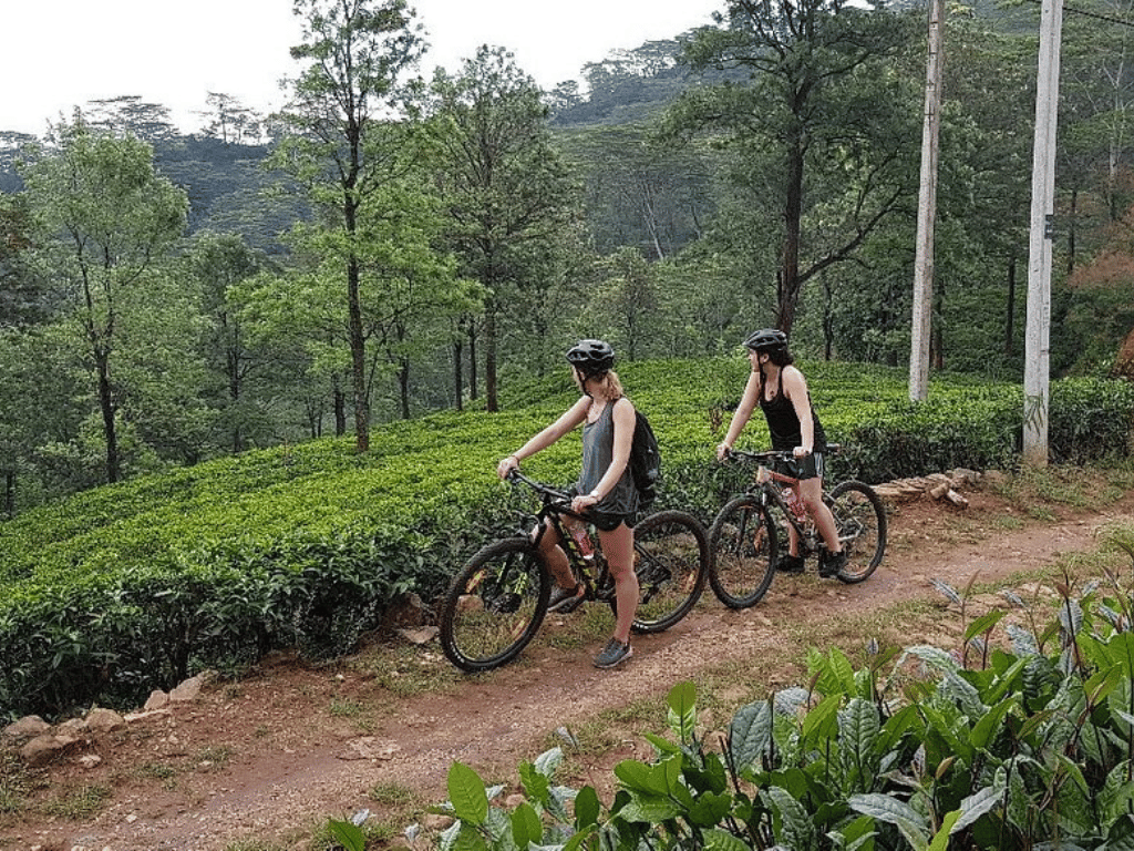 Two tourists enjoying cycling in Sri Lanka through a lush tea plantation.