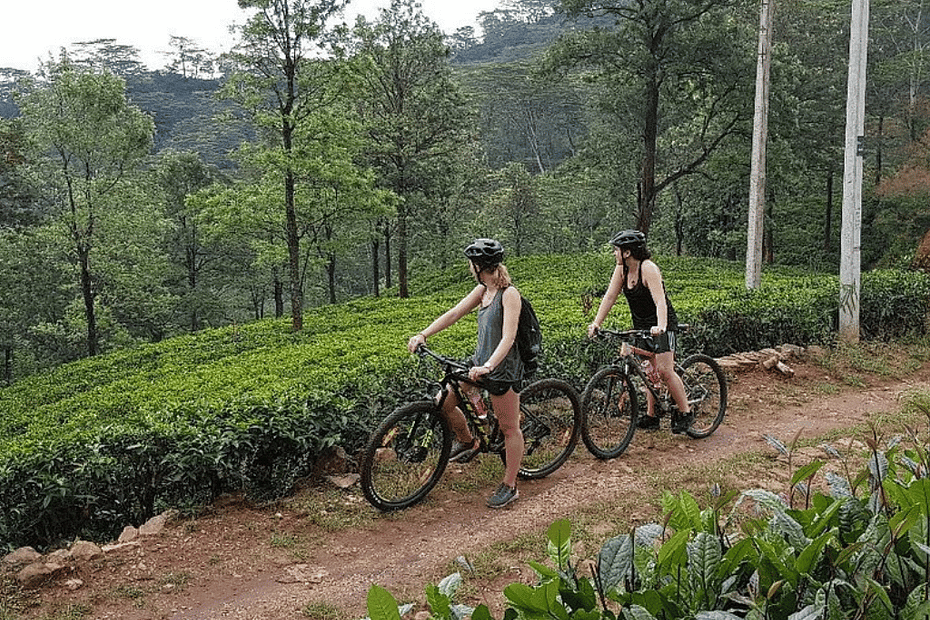Two tourists enjoying cycling in Sri Lanka through a lush tea plantation.